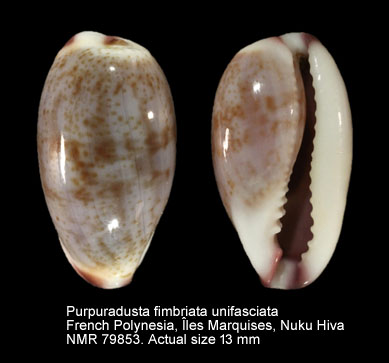 Purpuradusta fimbriata unifasciata (4).jpg - Purpuradusta fimbriata unifasciata (Mighels,1845)